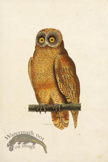 KO 16 Nodder Owl